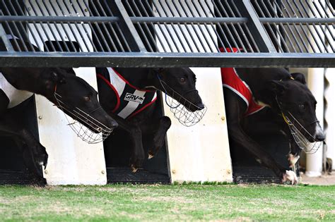 sportinglife greyhound fast results|Greyhound Results & Racecards .